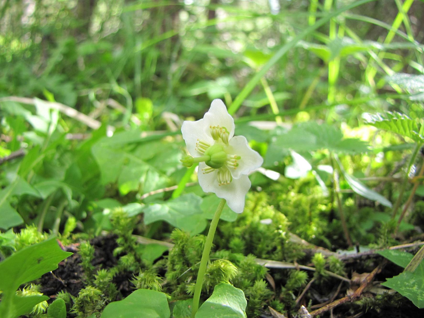 Moneses uniflora o Pirola uniflora